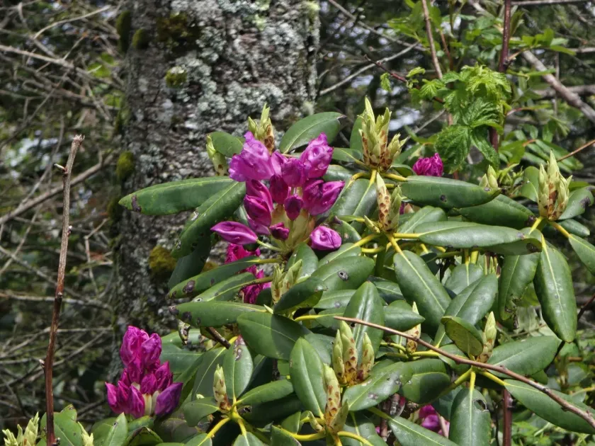 Catawba rhododendron