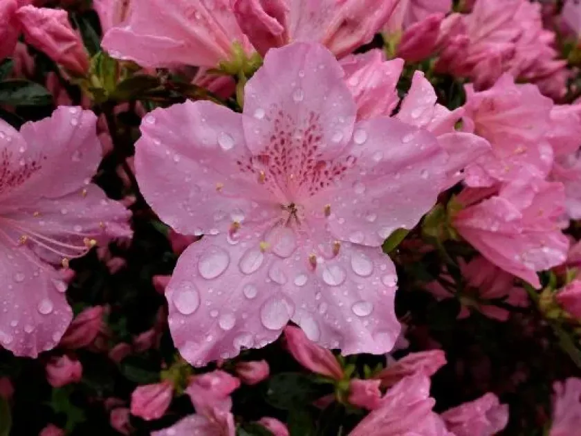 Japanese azalea