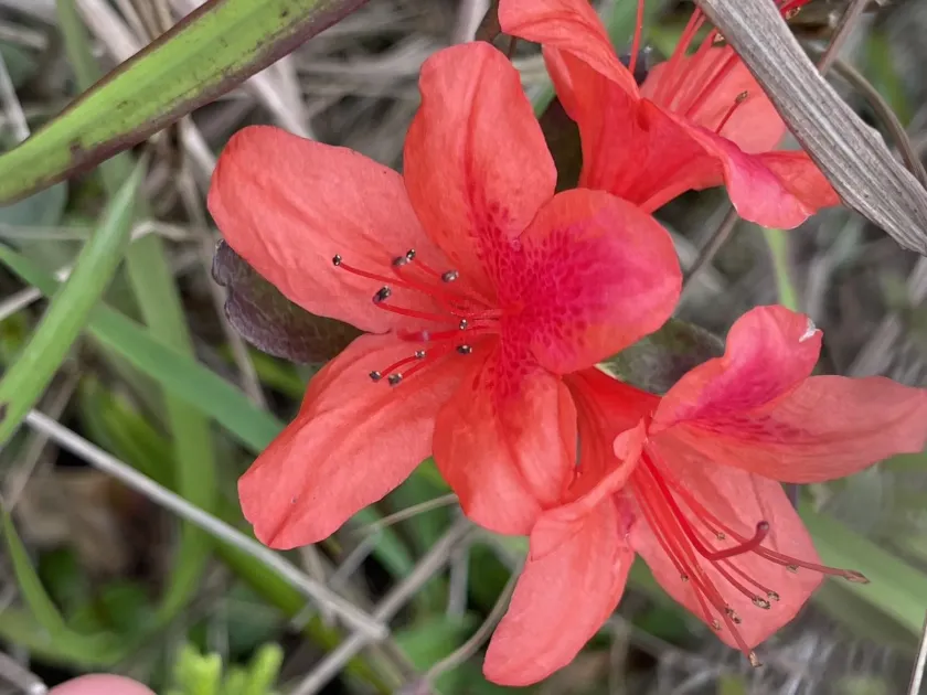 Indian azalea
