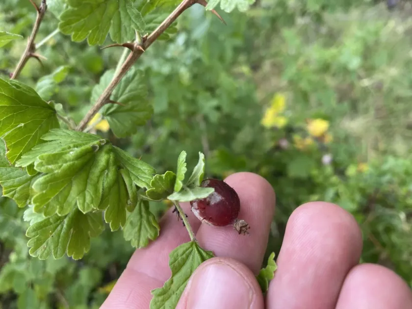 Gooseberry