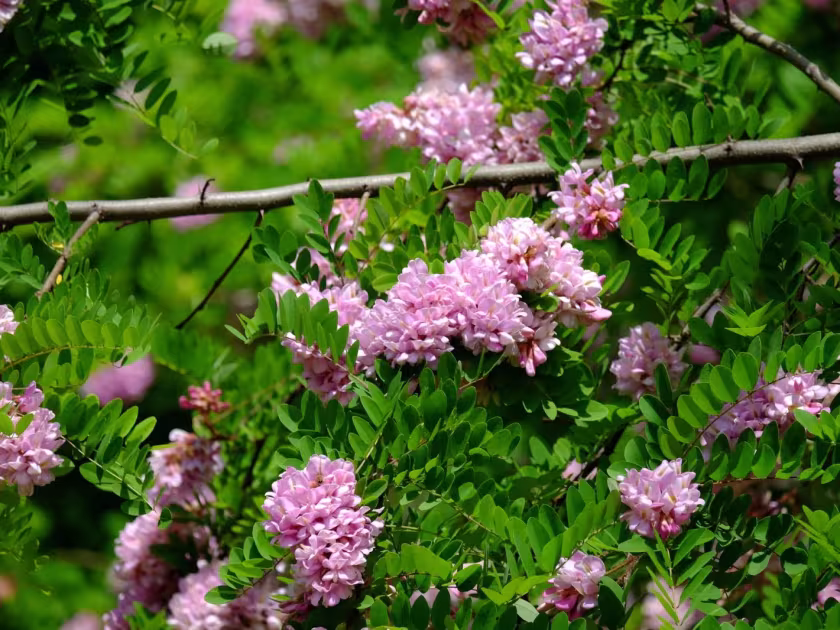 Clammy locust