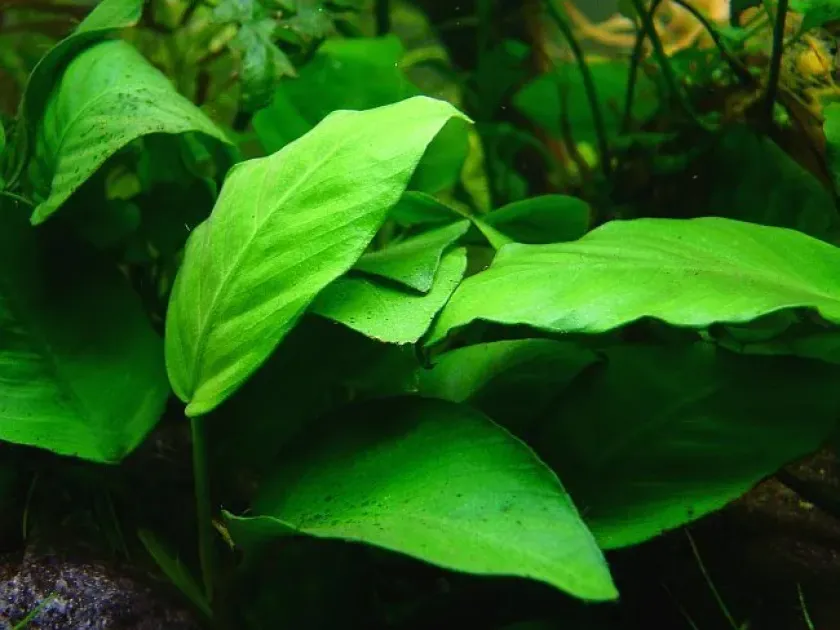 Anubias barteri