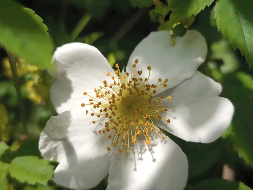 Field rose
