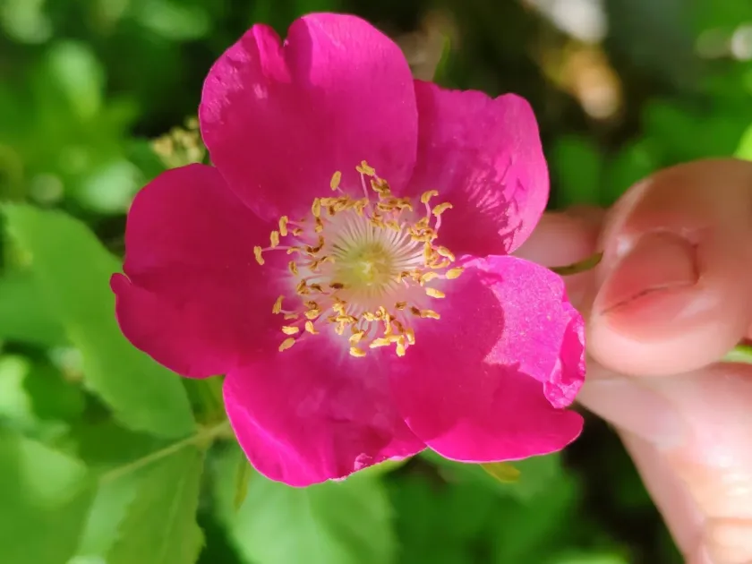 Hanging rose
