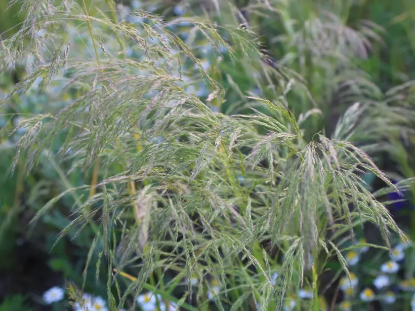 Loose silky-bent