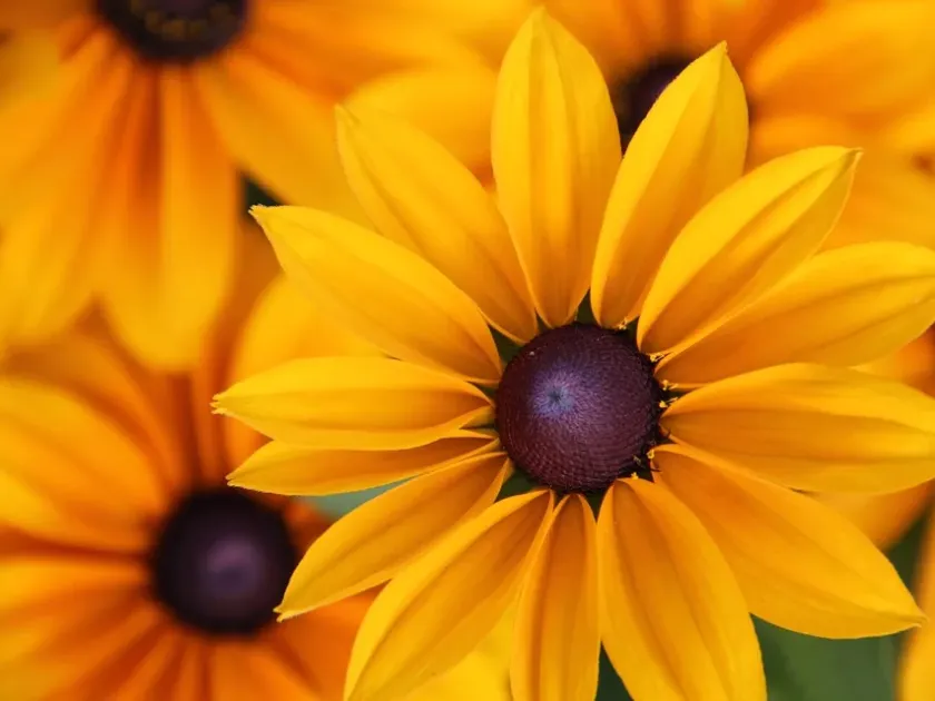 Rudbeckia hybrid
