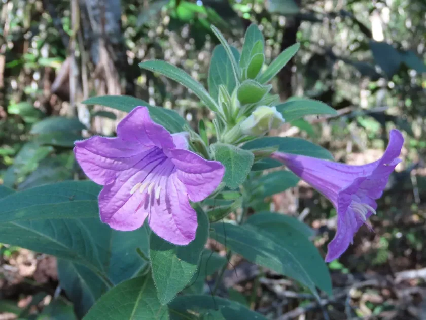 Ruellia macrantha
