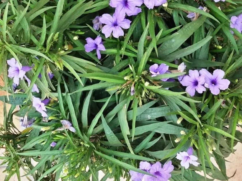 Ruellia tweediana