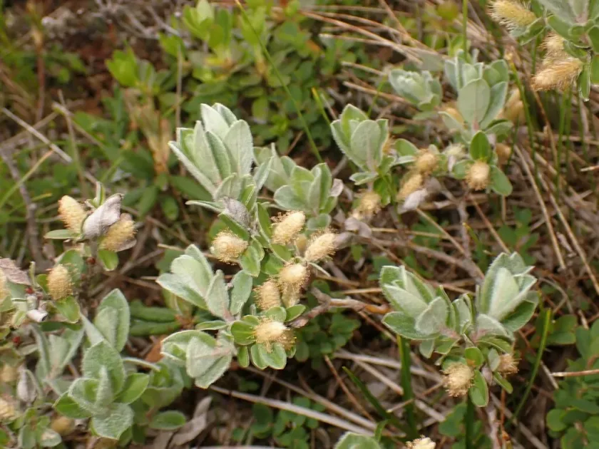Silky willow
