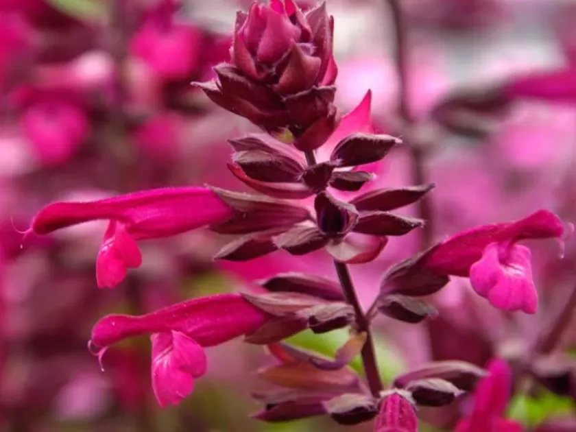 Salvia buchananii splendens