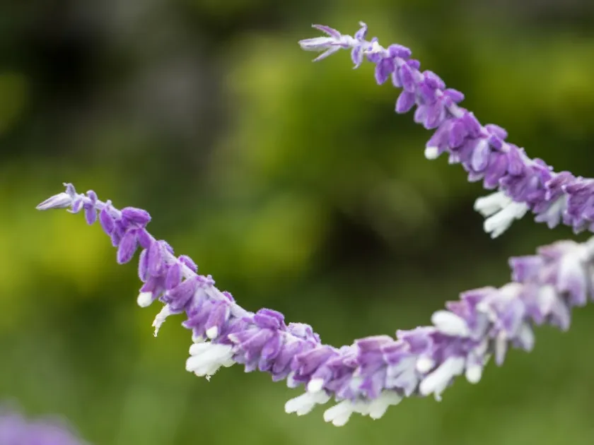 Mexican bush sage