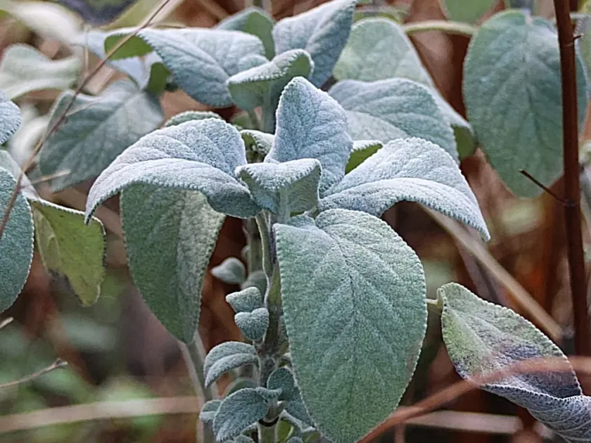 Common sage