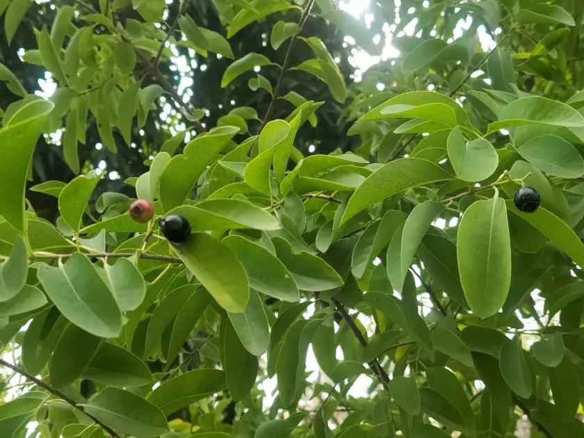 Indian sandalwood