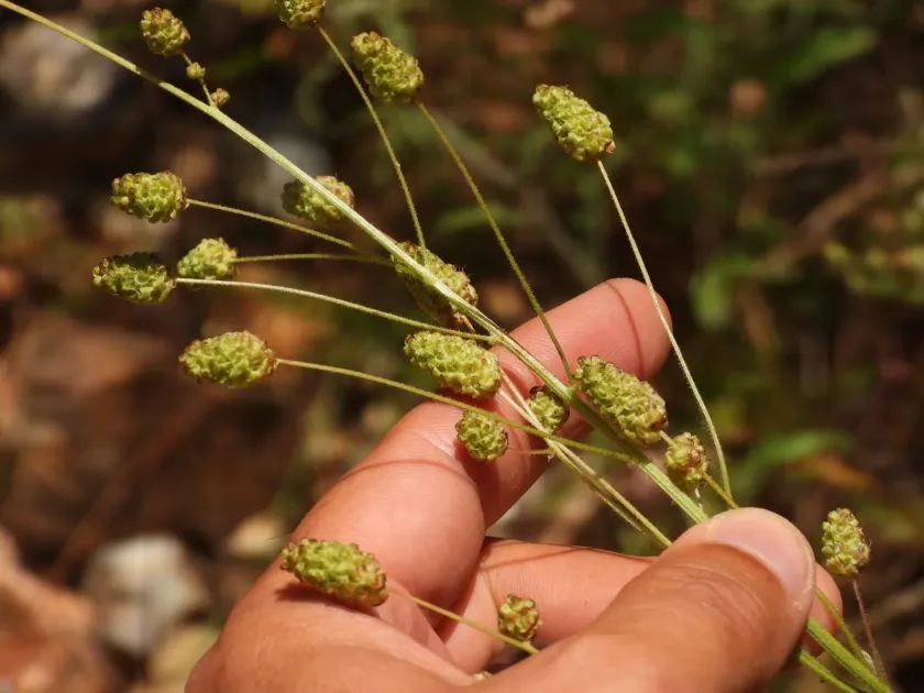 Hybrid Burnet
