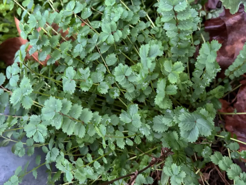 Salad burnet