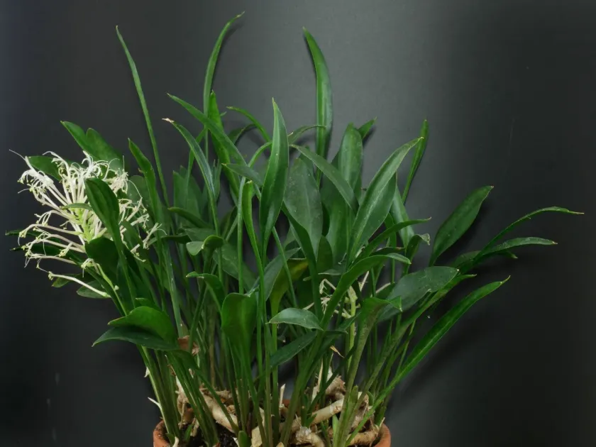 Sansevieria dooneri x parva