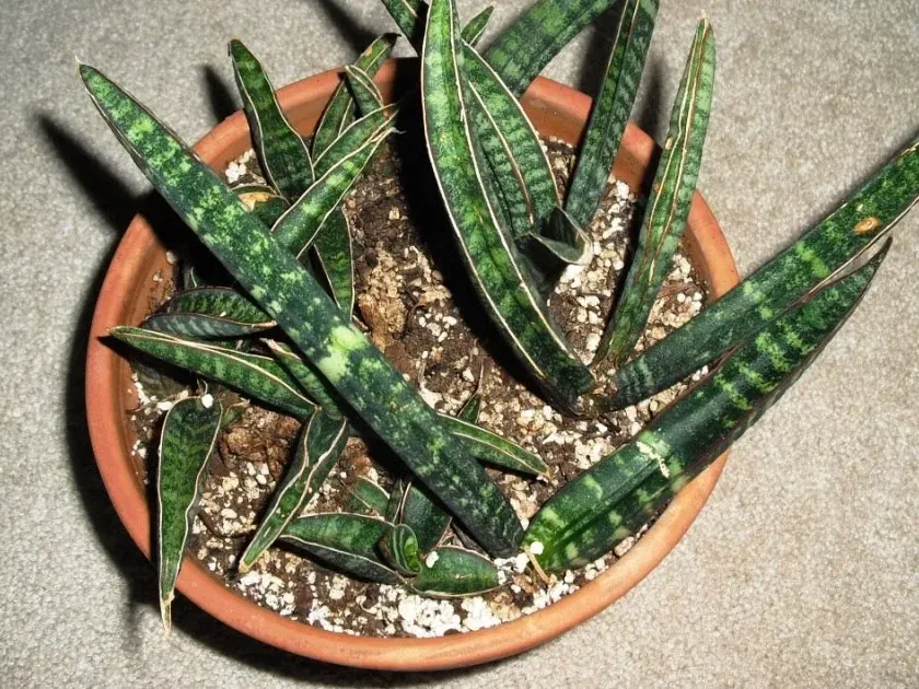 Sansevieria fischeri