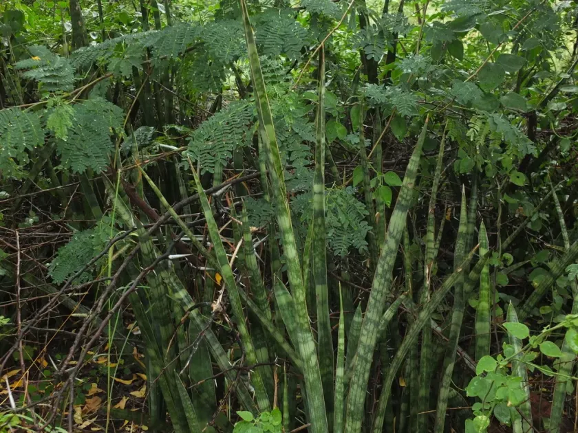 Sansevieria roxburghiana