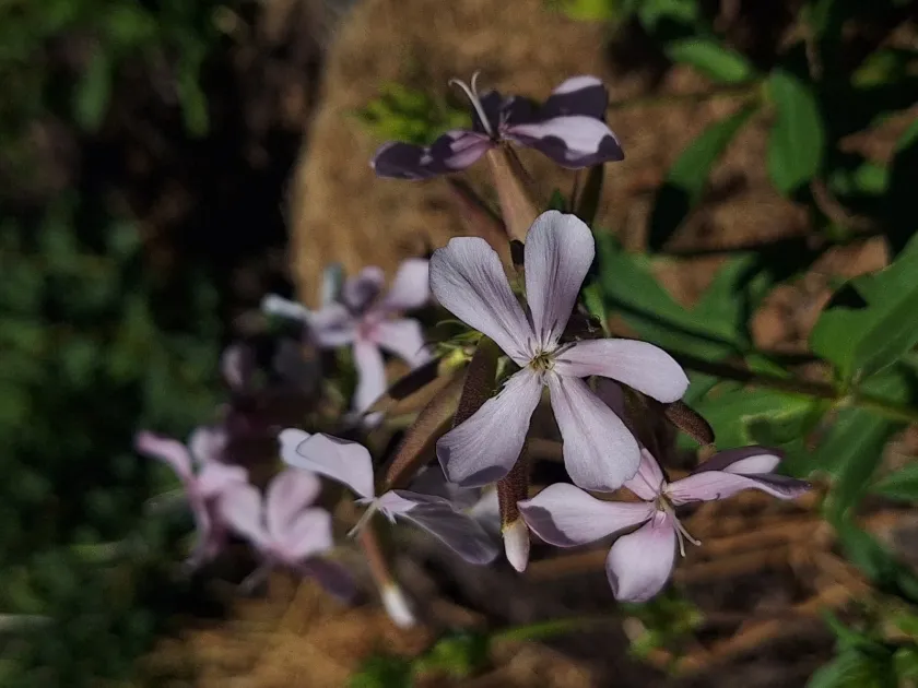 Soapwort
