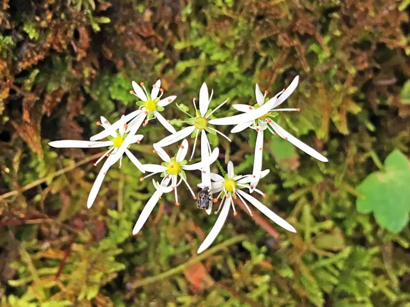 Fortune's saxifrage