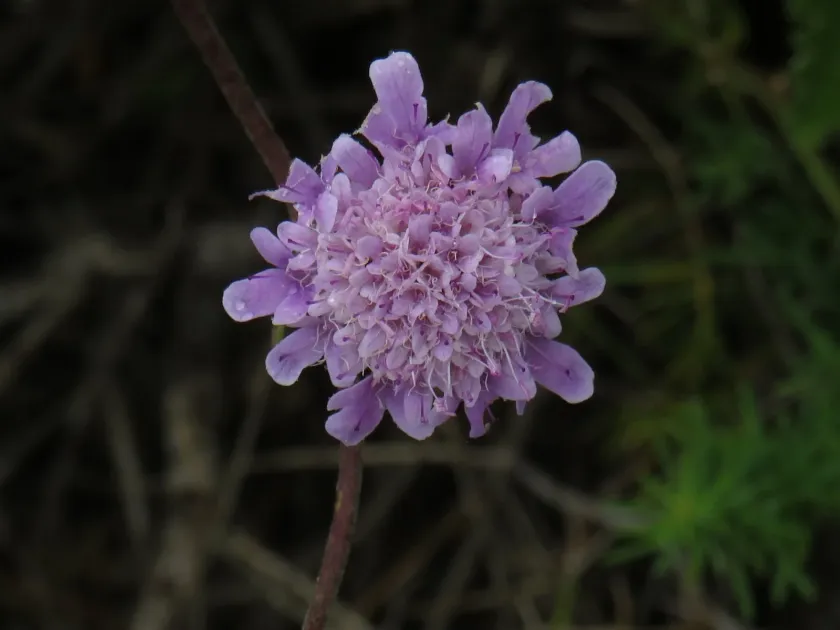 Scabiosa africana