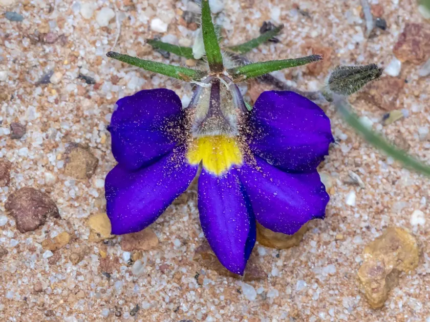 Scaevola phlebopetala