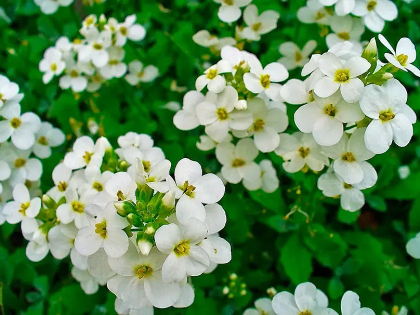 Arends Rockcress