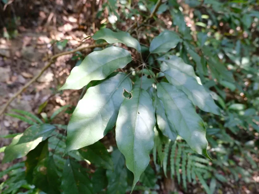 Schefflera heptaphylla