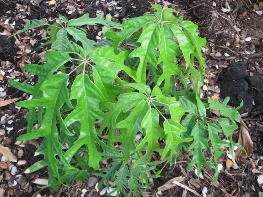Schefflera schizophylla