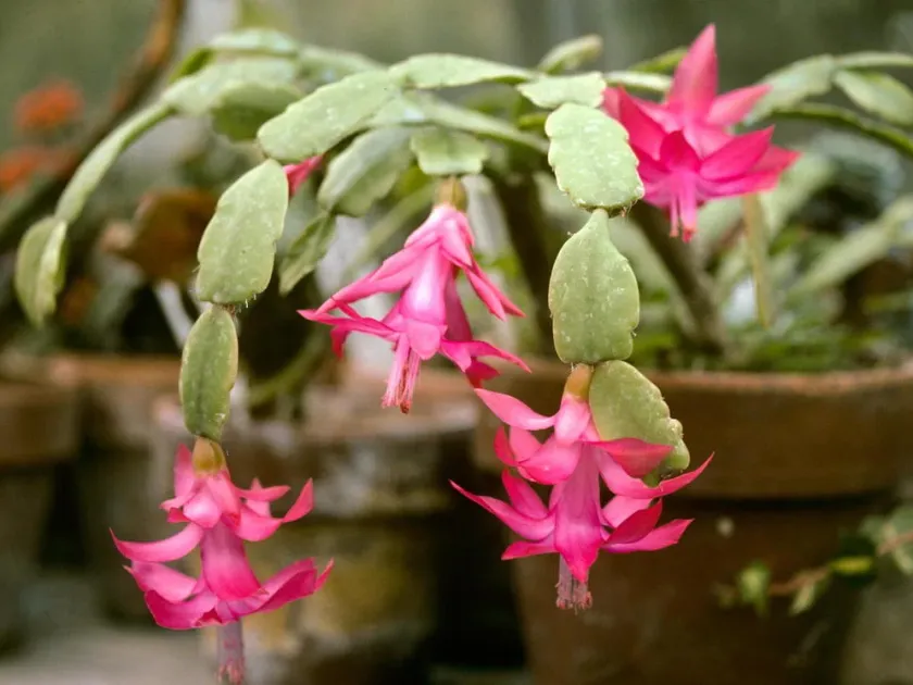 Schlumbergera Regina