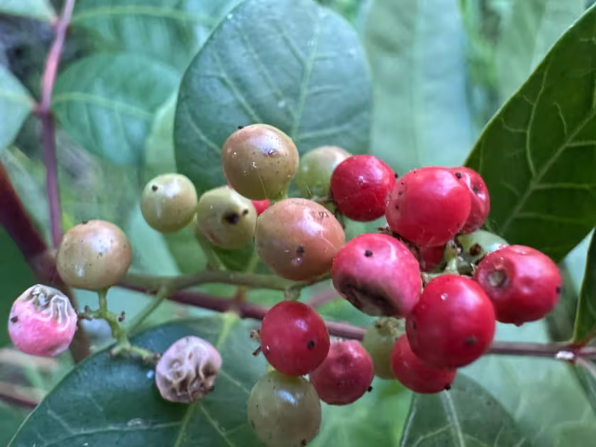 Brazilian peppertree