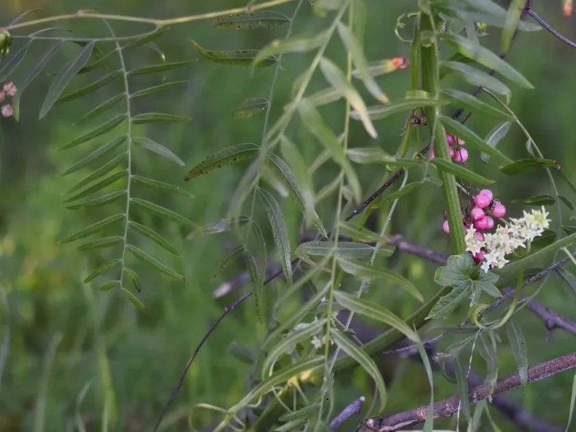Peruvian peppertree
