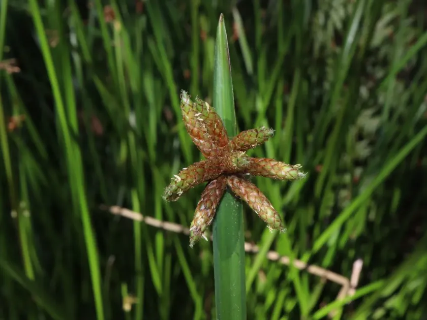 Bog bulrush