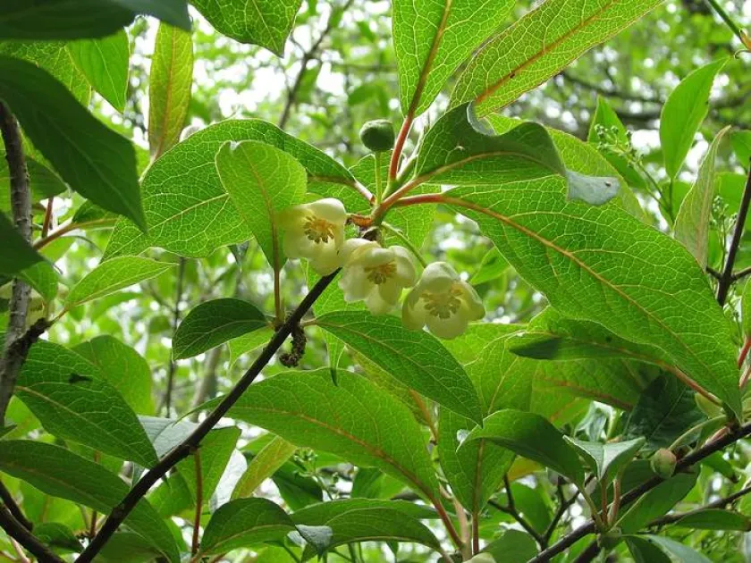 Schisandra sphenanthera
