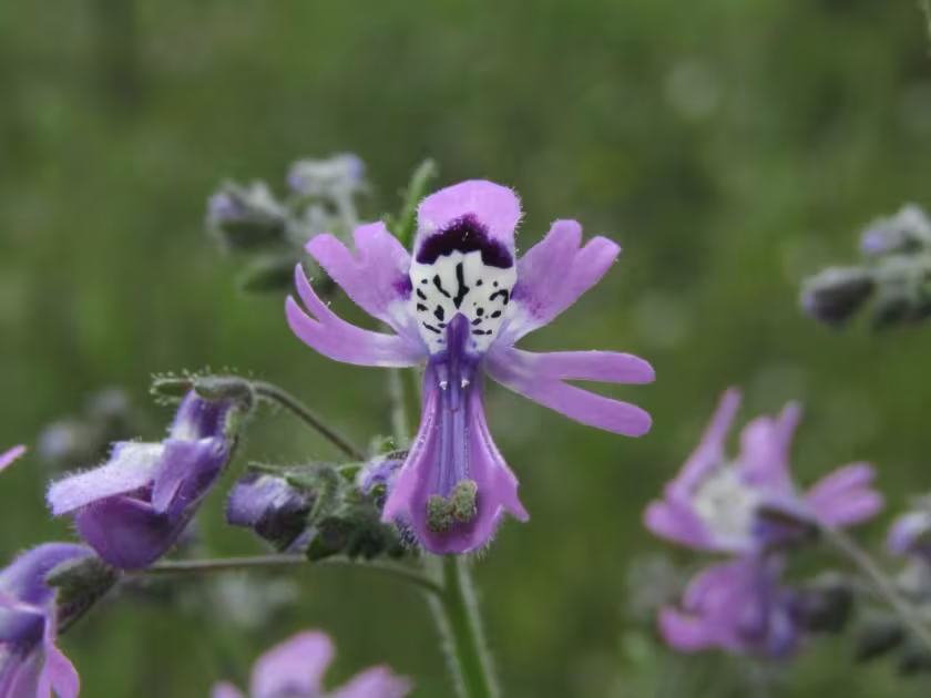 Schizanthus pinnatus
