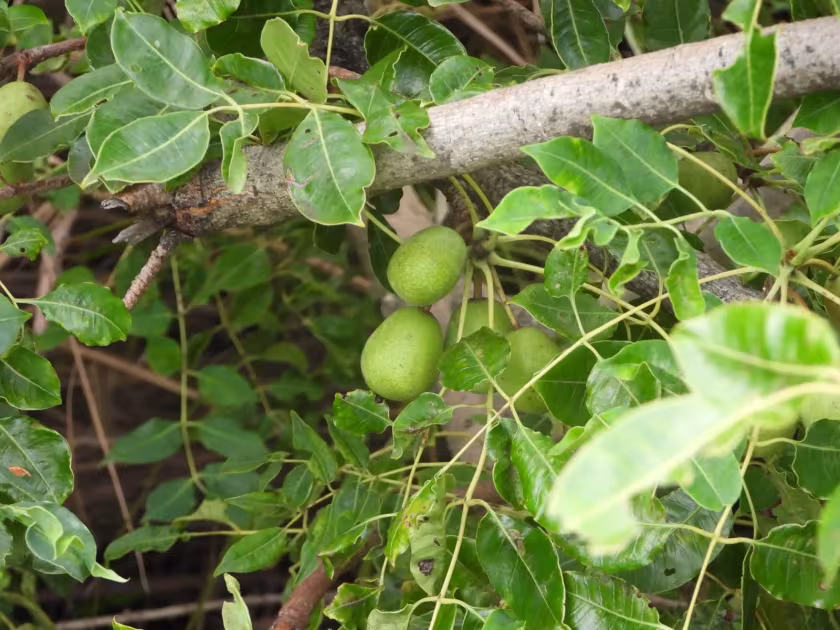 Marula