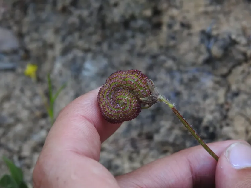 Scorpiurus vermiculatus