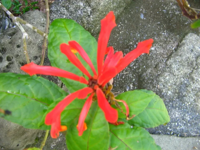 Costa Rican Skullcap