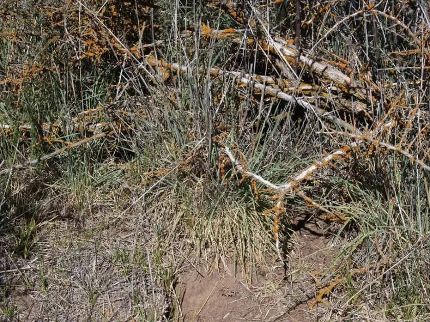 African rye
