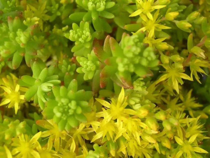 Japanese stonecrop