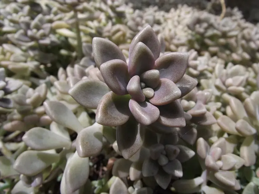 Sedum mendozae