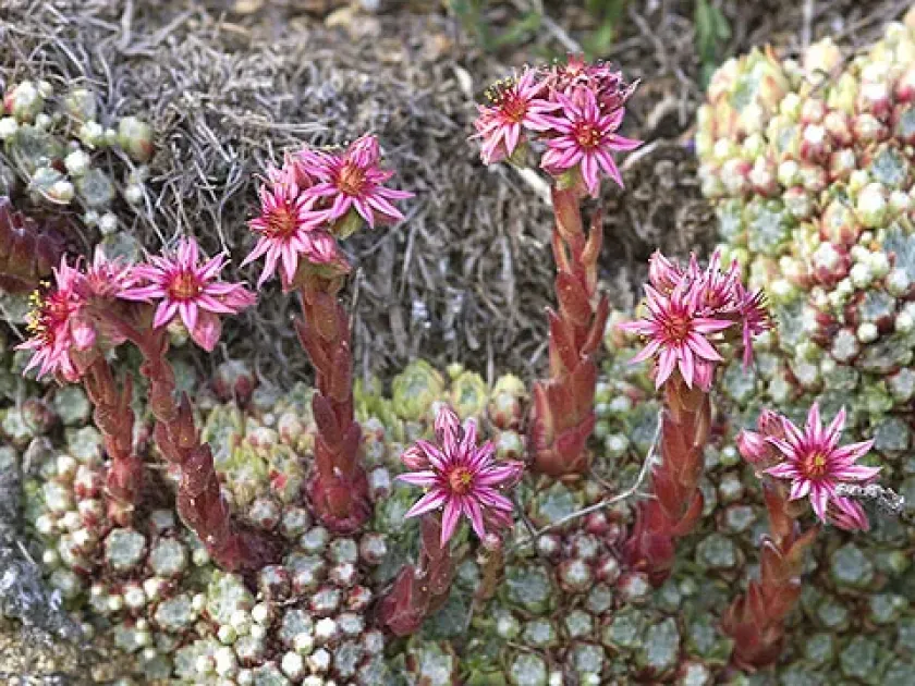 Rock houseleek