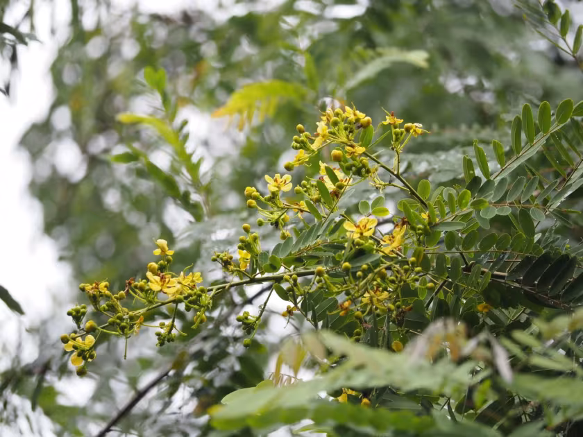Senna siamea