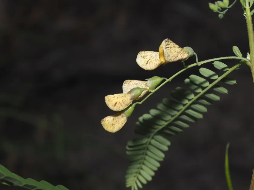Sesbania cannabina
