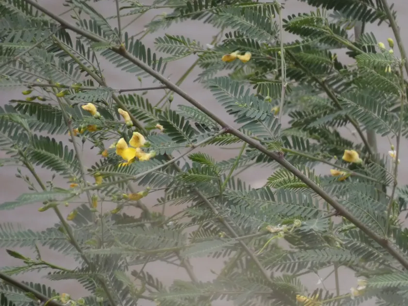 Egyptian riverhemp