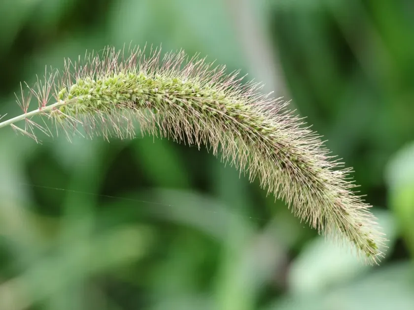 Giant foxtail