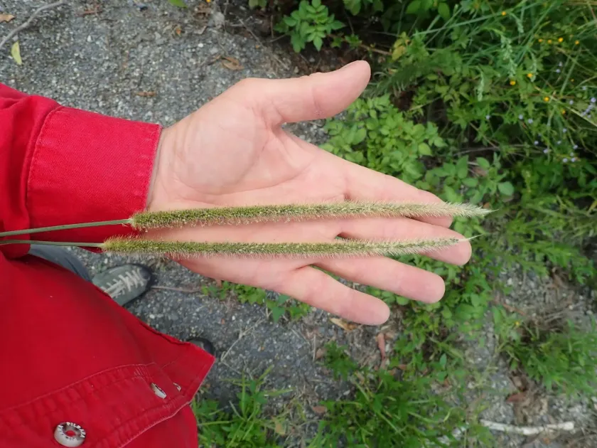 Golden bristle grass