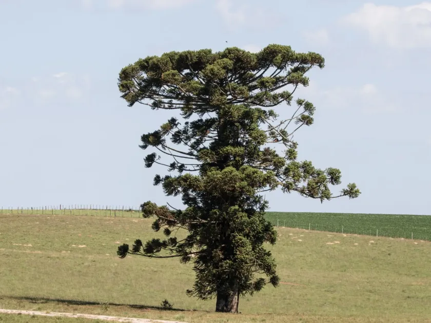 Brazilian pine