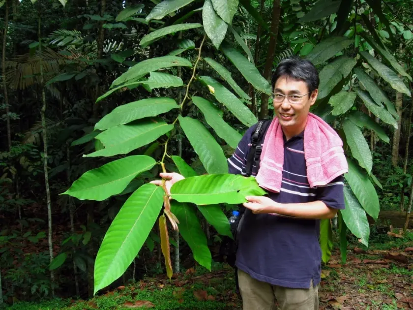 Shorea macrophylla