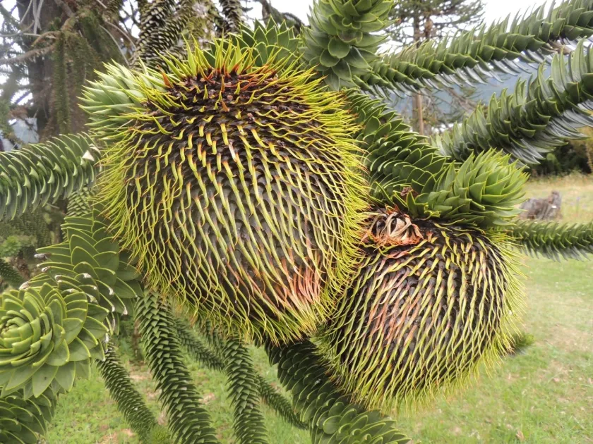 Monkey puzzle tree